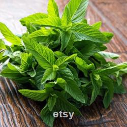 Green Mint Organic Seeds, 50 Count Mint Seeds, Mint Seeds for Pot and Garden, Non-GMO Heirloom, Open Pollination