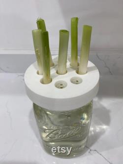 Green Onion Scallion Wide Mouth Mason Jar Adapter for Kratky Gardening