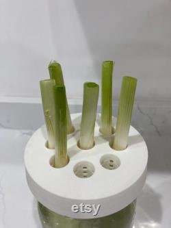 Green Onion Scallion Wide Mouth Mason Jar Adapter for Kratky Gardening
