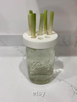 Green Onion Scallion Wide Mouth Mason Jar Adapter for Kratky Gardening