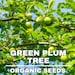 Green Plum Tree Organic Seeds, 5 Count Green Plum Seeds, Plant Seeds For Garden And Pot, Non-gmo Heirloom, Diy Garden Seeds