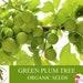 Green Plum Tree Organic Seeds, 5 Count Green Plum Tree Seed, Plum Plant For Garden And Pot, Non-gmo Heirloom, Open Pollination