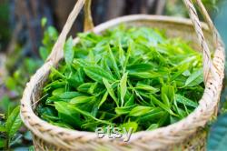 Green Tea Organic Seeds, 5 Count Turkey Black Sea Green Tea Seed, Very Yielding Year-round for Pot and Garden, Non-GMO Heirloom