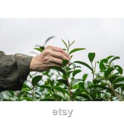 Green Tea Organic Seeds, 5 Count Turkey Black Sea Green Tea Seed, Very Yielding Year-round for Pot and Garden, Non-GMO Heirloom