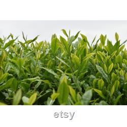 Green Tea Organic Seeds, 5 Count Turkey Black Sea Green Tea Seed, Very Yielding Year-round for Pot and Garden, Non-GMO Heirloom