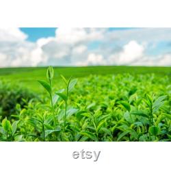 Green Tea Organic Seeds, 5 Count Turkey Black Sea Green Tea Seed, Very Yielding Year-round for Pot and Garden, Non-GMO Heirloom