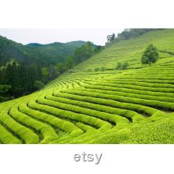 Green Tea Organic Seeds, 5 Count Turkey Black Sea Green Tea Seed, Very Yielding Year-round for Pot and Garden, Non-GMO Heirloom
