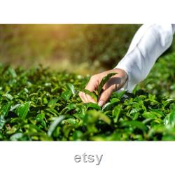 Green Tea Organic Seeds, 5 Count Turkey Black Sea Green Tea Seed, Very Yielding Year-round for Pot and Garden, Non-GMO Heirloom