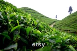 Green Tea Organic Seeds, 5 Count Turkey Black Sea Green Tea Seed, Very Yielding Year-round for Pot and Garden, Non-GMO Heirloom