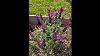 Greenhouse Dreams And Wild Herb Schemes