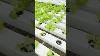 Greenhouse With Hydroponics In Camabay Danao City Cebu Video Footage Danao Agriculture