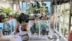 Greenhouses Glass-door cabinet, MILSBO, 39 3 4 x 15 x 39 3 8 Green