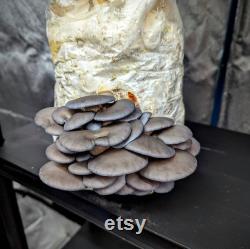 Grey Oyster Mushroom Liquid Culture Pleurotus ostreatus