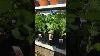 Grow Food Inside With The Exo Garden Tower Indoorplants Hydroponics Strawberry