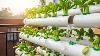 Grow Fresh Vegetables Without Soil Easy Diy Hydroponic System At Home