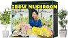 Grow Tent Used To Grow Mushrooms At Home Ad Vivosun Growtent Shorts