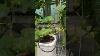 Growing Cucumbers Hydroponically Has Its Advantages If Done Right Hydroponics Greenhouse Garden