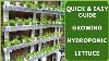 Growing Hydroponic Lettuce No Pump No Greenhouse Kratky Diy Hydroponics How To Grow Lettuce