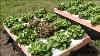 Growing Hydroponic Lettuce Outside With No Electricity