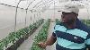 Growing Hydroponics Bell Peppers Indeterminate Tomatoes Kale And Iceberg Lettuce In Nigeria