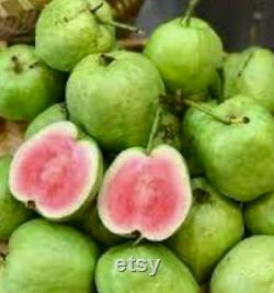 Guava Dark Ruby Flesh . Air layering. Seedless.