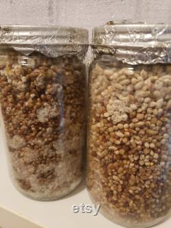 Halloween Bakers dozen 13 White Millet MycoNuke mushroom Grain Spawn Quart Jars 32oz Sterilized Gypsum NEW Coffee SWIRL