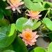 Hardy Peach Water Lily Live Plant