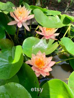 Hardy Peach Water Lily Live Plant