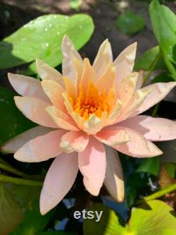 Hardy Peach Water Lily Live Plant