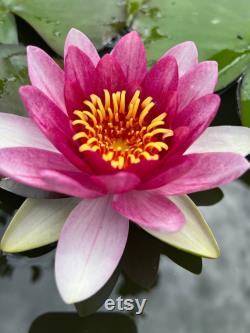 Hardy Pink Purple Water Lily Live Plant