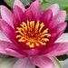 Hardy Pink Purple Water Lily Live Plant