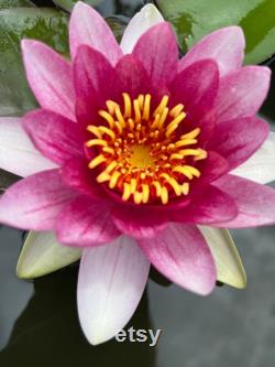 Hardy Pink Purple Water Lily Live Plant