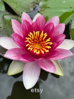 Hardy Pink Purple Water Lily Live Plant