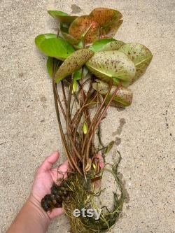 Hardy Pink Purple Water Lily Live Plant