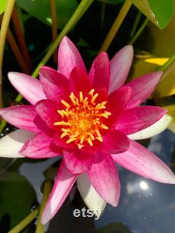 Hardy Purple White Water Lily Live Plant