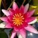 Hardy Purple White Water Lily Live Plant