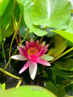 Hardy Purple White Water Lily Live Plant