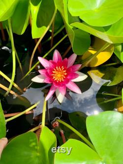 Hardy Purple White Water Lily Live Plant