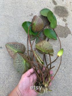 Hardy Purple White Water Lily Live Plant