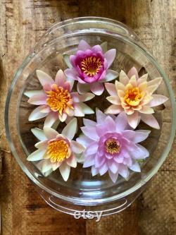 Hardy Purple White Water Lily Live Plant
