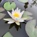 Hardy White Water Lily Live Plant