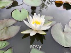 Hardy White Water Lily Live Plant