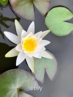Hardy White Water Lily Live Plant