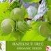 Hazelnut Tree Organic Seeds, 10 Count Hazelnut Tree Seed, Hazelnut Plant For Garden And Pot, Non-gmo Heirloom, Open Pollination