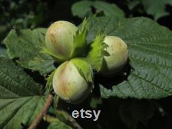 Hazelnut Tree Organic Seeds, 10 Count Hazelnut Tree Seed, Hazelnut Plant for Garden and Pot, Non-GMO Heirloom, Open Pollination