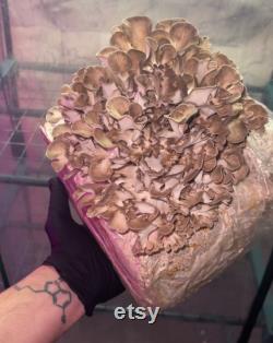 Hen of The Woods Mushroom Liquid Culture