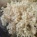 Hericium Coralloides Appalachian Wild Specimen Liquid Culture Lc Syringe Lion S Mane And Combs Tooth Cousin Aka Coral Tooth Fungus
