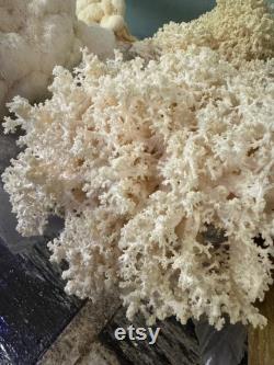 Hericium coralloides Appalachian Wild Specimen Liquid Culture LC Syringe lion s mane and combs tooth cousin AKA coral tooth fungus