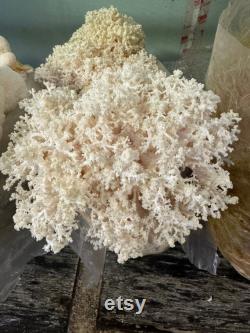 Hericium coralloides Appalachian Wild Specimen Liquid Culture LC Syringe lion s mane and combs tooth cousin AKA coral tooth fungus