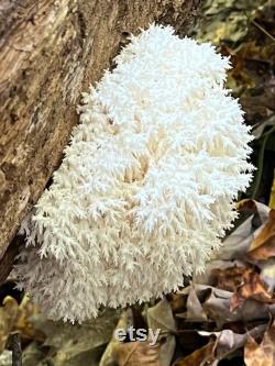 Hericium coralloides Appalachian Wild Specimen Liquid Culture LC Syringe lion s mane and combs tooth cousin AKA coral tooth fungus